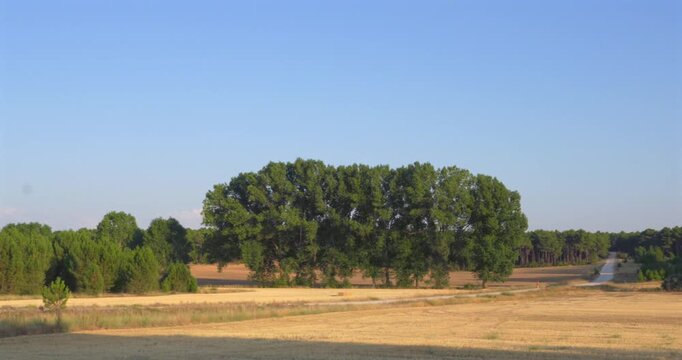 Peaceful rural scenery with green trees swaying in the gentle breeze. Golden cultivated fields extend under a clear blue sky on a sunny day