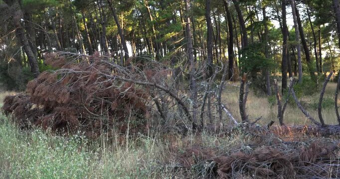 Panning shot across a fallen pine tree with brown needles lying on the grassy ground. A dense woodland with tall trees and golden sunlight