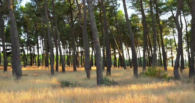 Warm sunlight filtering through the trunks of pine trees in a peaceful forest. The golden light illuminates the dry grass on the forest floor