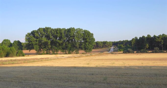 Gentle breeze moving through a golden wheat field with a line of trees. In the distance, a small plume of smoke rises into the clear sky