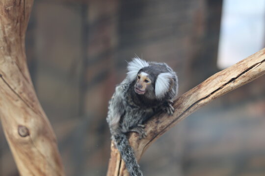Common marmoset Callithrix jacchus on tree branch, cute wild primate and exotic rainforest animal concept