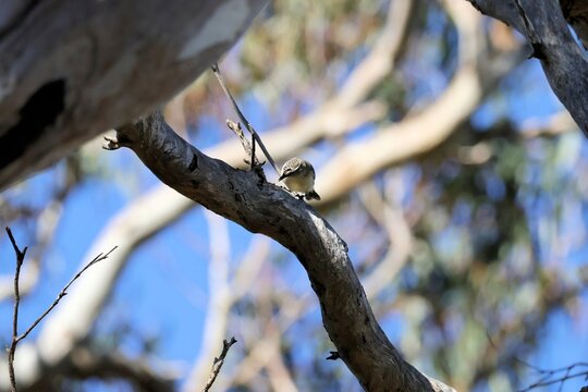Yellow-rumped Thornbill (Acanthiza chrysorrhoa) perched, South Australia