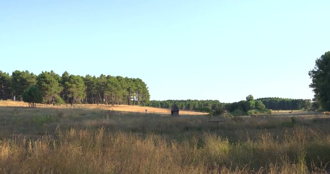 Expansive view of a tranquil meadow with dry grass and a pine forest under a clear blue sky. A gentle panning movement reveals the serene scenery