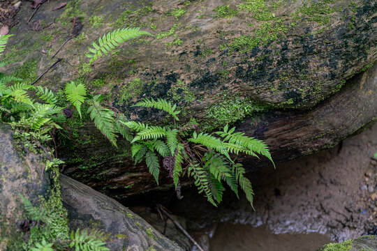 View of green ferns growing on a mossy rock near Khoiyachara Waterfalls in Minsarai, Chittagong Division, Bangladesh.