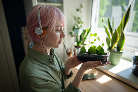 Pink haired woman wearing headphones studies zamioculcas cuttings beside sunny home window, enjoying indoor gardening, plant propagation, attentive nurturing and calming audio during peaceful hobby.
