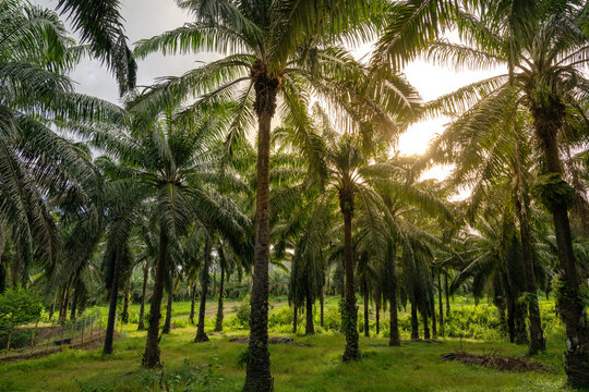 Oil palm plantation with tall trees & sunlight filtering through leaves, capturing a tropical agricultural landscape.