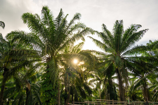 Oil palm plantation with tall trees & sunlight filtering through leaves, capturing a tropical agricultural landscape.