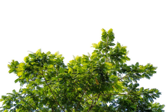 Green tree top with leaves png cutout transparent background nature design element. Tropical tree canopy branch png transparent background for overlay design use