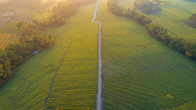 Aerial view of lush green rice terraces bisected by a winding road under warm golden hour sunlight in Bajawa, Nusa Tenggara Timur, Indonesia.