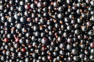 Full frame texture of fresh organic blackcurrants background. Top view closeup of large pile of ripe shiny black currant berries with water drops creating detailed natural berry pattern © OlegD