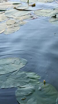 Green lily pads float on a calm pond as gentle ripples spread steadily across the water surface, drifting slowly between the leaves in soft natural daylight throughout the scene.