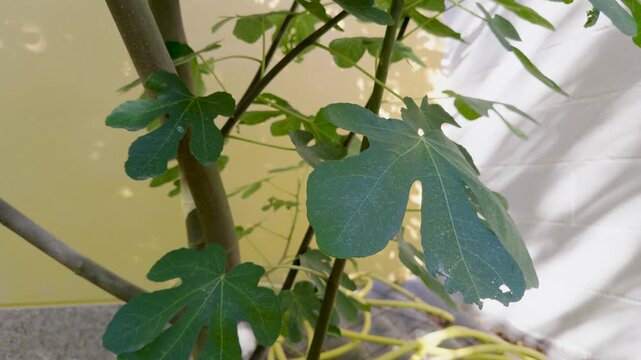 Green fig leaves grow from slender branches with lobed foliage illuminated by soft daylight