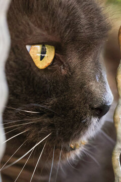 Gros plan de visage de chat