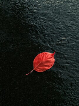 Close-up of a single red leaf lying on a black surface. the leaf appears to be wet, with droplets of water visible on its surface.