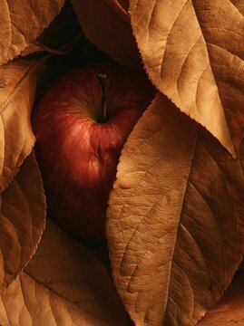 Close-up of a red apple surrounded by brown leaves. the apple is in the center of the image, with the leaves surrounding it.