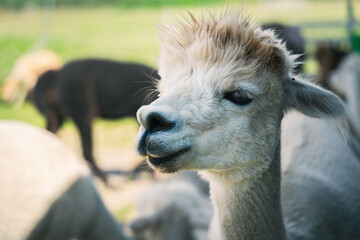 Naklejka premium Close-up of a fluffy white alpaca on a farm in Parnu Estonia