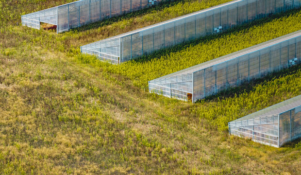 Aerial view of long agricultural greenhouse structures surrounded by overgrown vegetation in rural farmland in Le Pouzin, Auvergne-Rhone-Alpes, France.