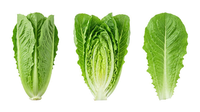 Set of 3 isolated fresh green romaine lettuce leaves elements, fresh vegetable