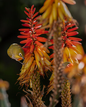 Cape white-eye perched on a blooming aloe watching his partner whose eye is just visible amongst the blooms.