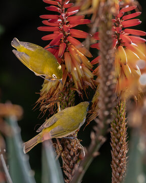 Cape white eye pair flitting around a flowering aloe as the feed together