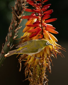 Cape white-eye looking over at the adjacent flowering aloe as it searched for fresher food source 