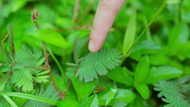A person's finger gently touches the delicate leaves of a Mimosa pudica plant, triggering its unique folding response to demonstrate a natural scientific phenomenon.