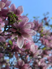 magnolia tree blossom © Judith