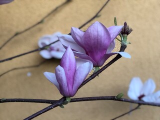 Magnolia flowers © Judith