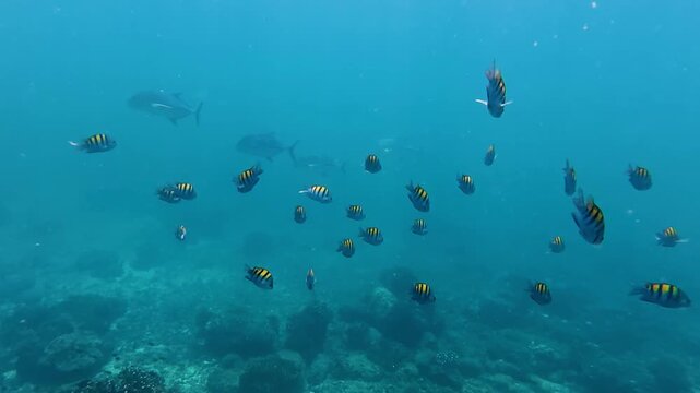 School of tropical fish and jackfish swimming in clear turquoise ocean water during sunny day