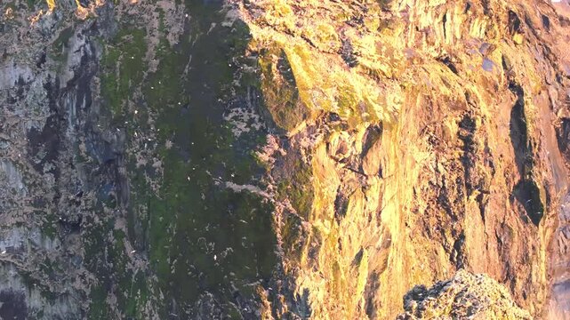 アイスランドの海鳥が舞う断崖絶壁を空撮、朝日に染まる苔むした岩壁（Iceland Sea Cliff Aerial 4K）