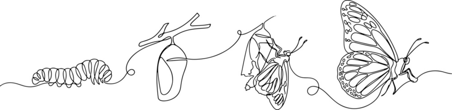 Continuous line depicting the metamorphosis stages from caterpillar, chrysalis, emerging butterfly, to butterfly on a white background, also transparent background