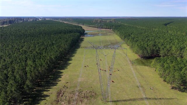 Aerial Slow Pan Establishing of Power Lines Over Cattle Pasture Pine Plantation Corrientes Argentina Landscape