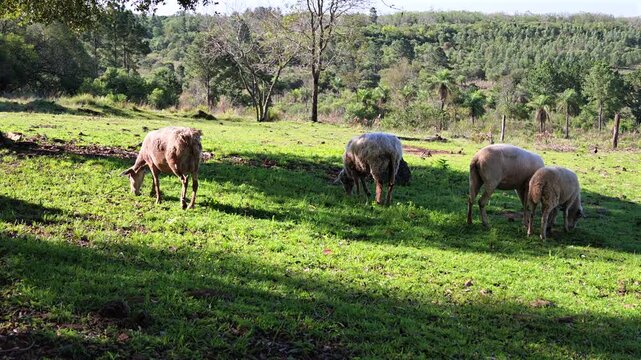Domestic sheep graze together on green pasture, showing varied cream, beige and gray wool, with wooded hills, scattered trees and rural fencing in the background, static shot.