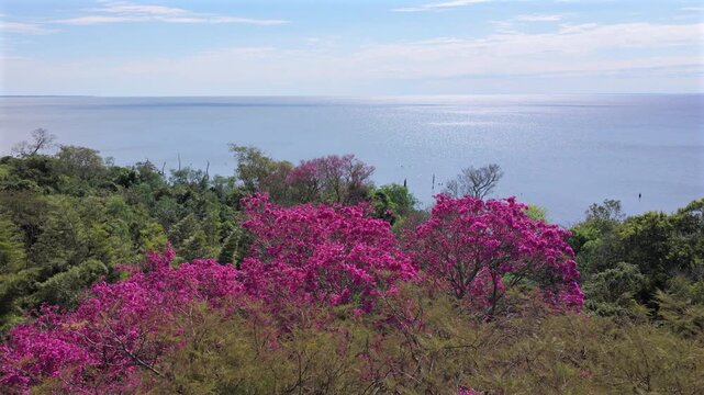 Pink trumpet trees, Handroanthus heptaphyllus, bloom above dense woodland along the Parana River in Corrientes, Argentina, drone forward flyover.