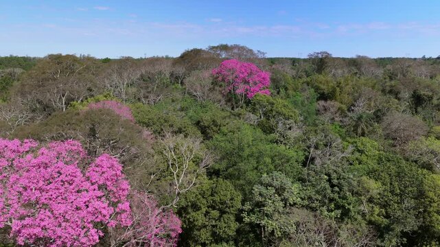 Pink lapacho trees, Handroanthus heptaphyllus, bloom above dense woodland along the Parana River in Corrientes, Argentina, with vivid pink crowns across the landscape, drone forward flyover.