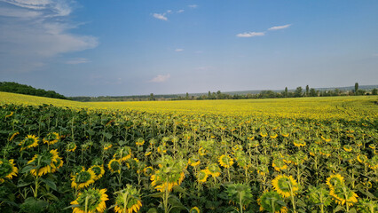 Obraz premium Blooming field of sunflowers under blue sky. Picturesque summer rural landscape. Endless field of bright yellow sunflowers blooming on hills under bright blue summer sky with clouds. Farmland