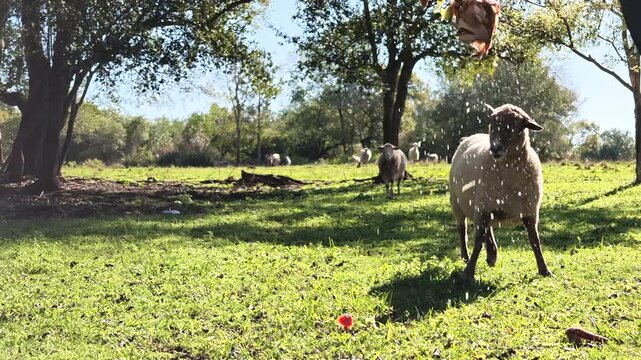 Close Up of Hands Feeding Lambs, Food Dropping Pasture Farm Animals Landscape