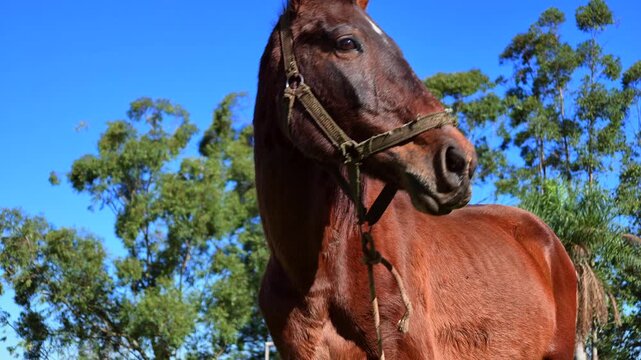Close Up Brown Horse Animal Turning Head Neighing Rural Farm Landscape in Slow Motion
