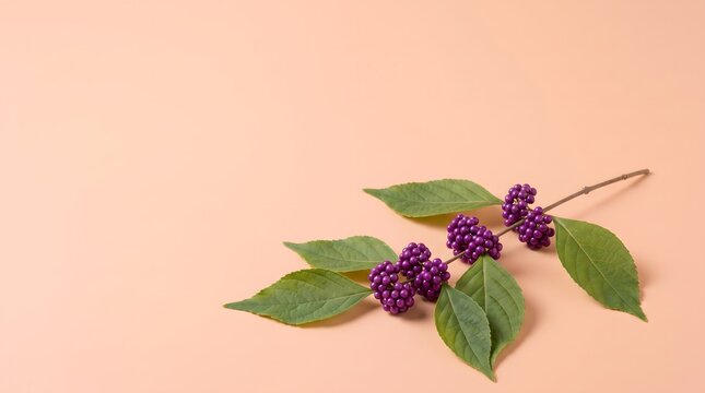 A single branch of american beautyberry with bright purple berries and green leaves on a pastel background