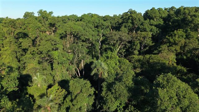 Close aerial passage reveals palms and mature native trees layered throughout dense subtropical Atlantic Forest vegetation.