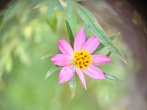 A vibrant pink flower with a yellow center that appears to be Ulam Raja 