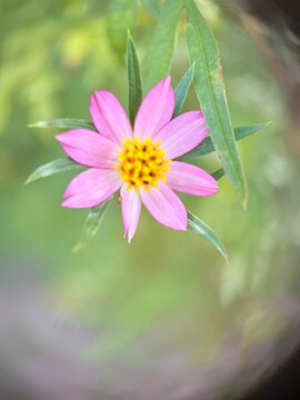 A vibrant pink flower with a yellow center that appears to be Ulam Raja 