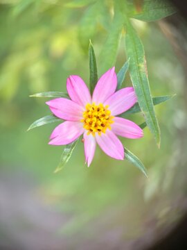 A vibrant pink flower with a yellow center that appears to be Ulam Raja 