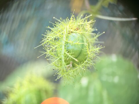 An unripe green fruit of Passiflora foetida, commonly known as stinking passionflower, wild maracuja, or buah ulat bulu in Malaysia. Stinking passionflower, wild passion fruit, bush passion fruit.