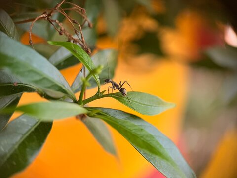 ant on a leaf
