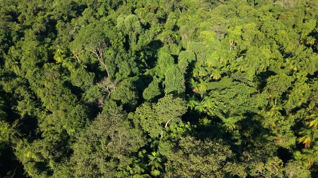 Descending drone approach toward native and towering palmito and rosewood trees within dense jungle. Recorded on 4K at 24 fps.
