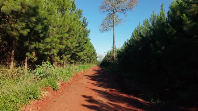 Moving forward along red dirt rural road bordered by tall American pine plantations under a clear blue afternoon sky near Misiones. Shot on 4K at 24 fps.