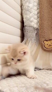 Fluffy cream colored kitten playing with a laser pointer in this adorable cinematic motion clip captured in a cozy home