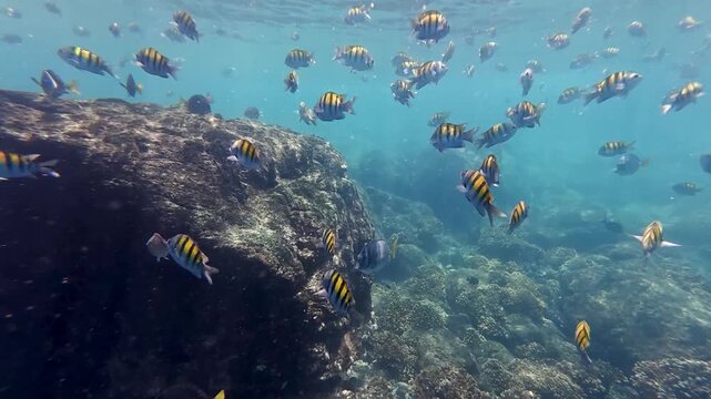 School of sergeant major fish swimming around large reef rock in clear turquoise ocean water