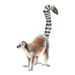 Brown, gray and black ring-tailed lemur with a long striped tail, painted in detailed watercolor style. Ideal for zoo, wildlife, education, travel, nursery and conservation design. © Mea_ta 